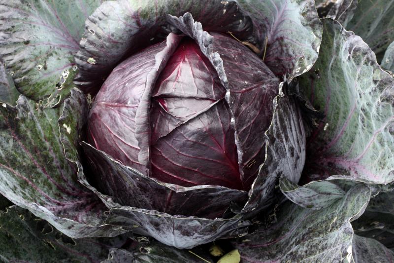Red cabbage packs more nutrition than green cabbage, and it makes an attractive garden accent. TONY BAGGETT PHOTO/ADOBE STOCK
